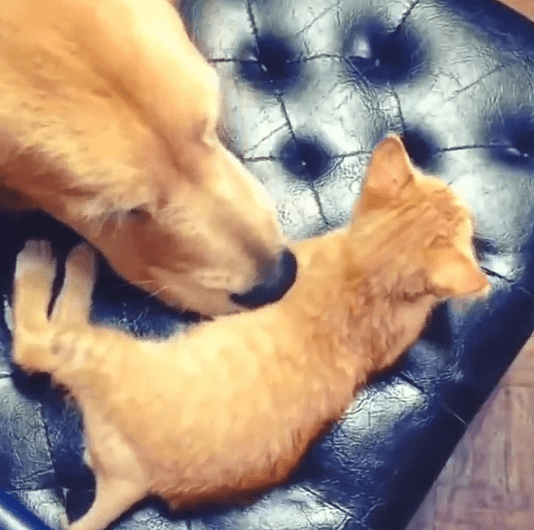 Рыжий пес спас рыжего котенка, и теперь они братья навек