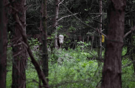 Теленок сбежал в лес, чтобы не пойти на мясо, и там нашел себе семью