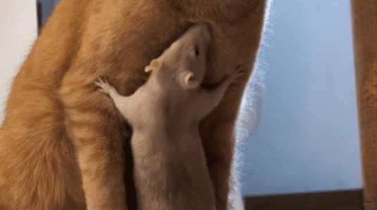 Удивительная дружба котика и крысы