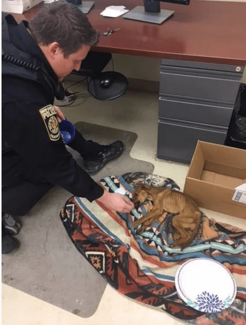 Полиция приехала расследовать ограбление, а пришлось спасать щенка