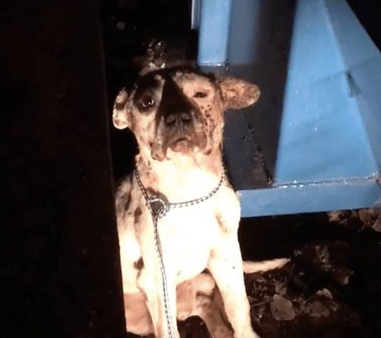 Израненый пес прятался между контейнерами и очень боялся людей