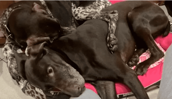 Породистая беременная собака в Крыму уже не надеялась на спасение, но ей очень повезло