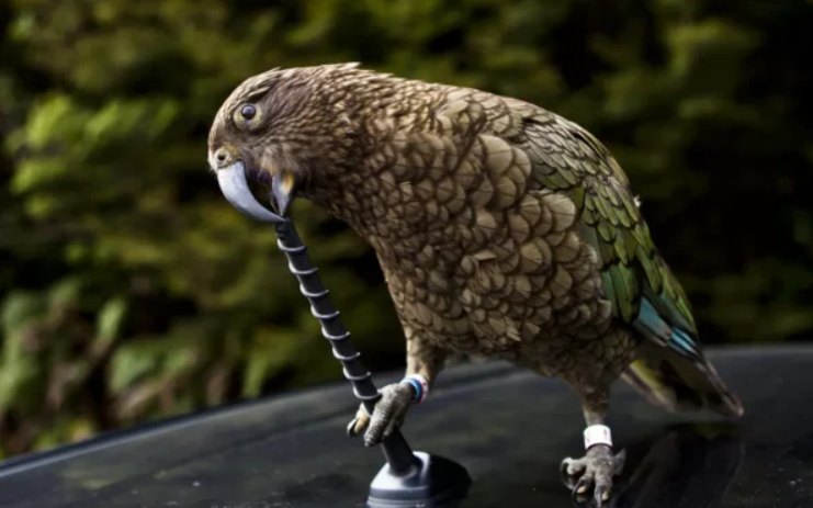 Кеа: попугай-отморозок, для которого законы не писаны