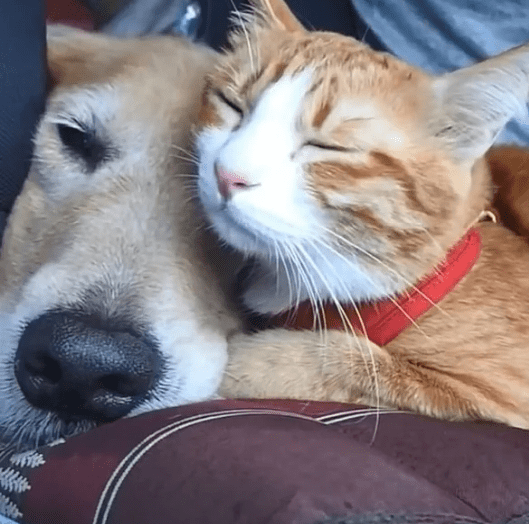 Рыжий пес спас рыжего котенка, и теперь они братья навек