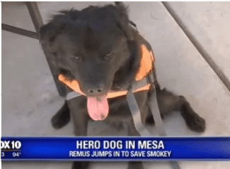 Собака спасла своего друга от утопления