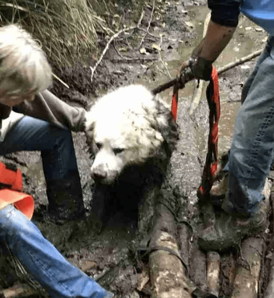 Только пес-спасатель смог найти в болоте потерявшуюся глухую собаку