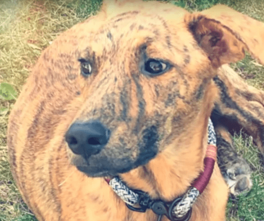 Люди спасли собаку, которая на много дней застряла в куче мусора