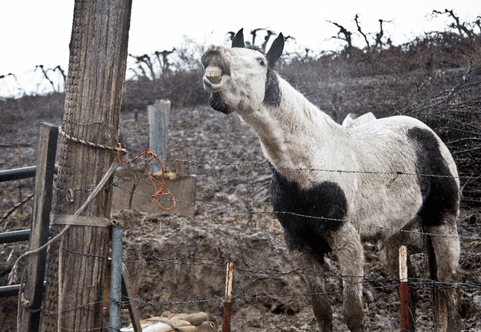 Зоозащитники спасли 7 лошадей из настоящего кoнцлагеря