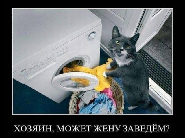 20 фото-доказательств, что стиральные машины созданы именно для котов