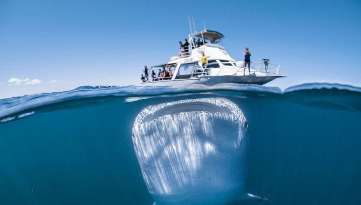 Китовая акула едва не проглотила лодку с туристами