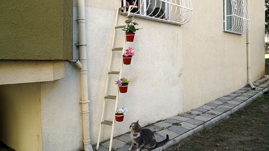 Женщина сделала лестницу, чтобы бездомные кошки могли прятаться в ее доме во время холода
