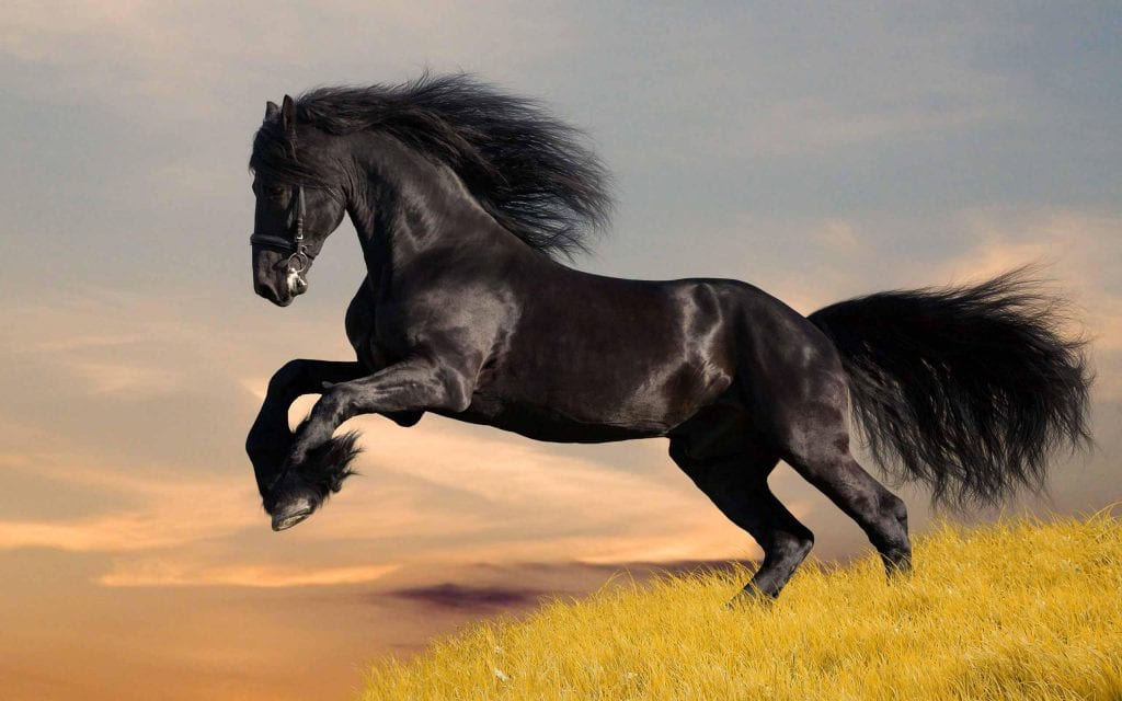 Минутка восхищения красотой лошадей (17 ФОТО)