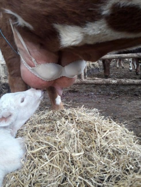 Шотландский фермер повеселил Сеть, надев на корову бюстгальтер