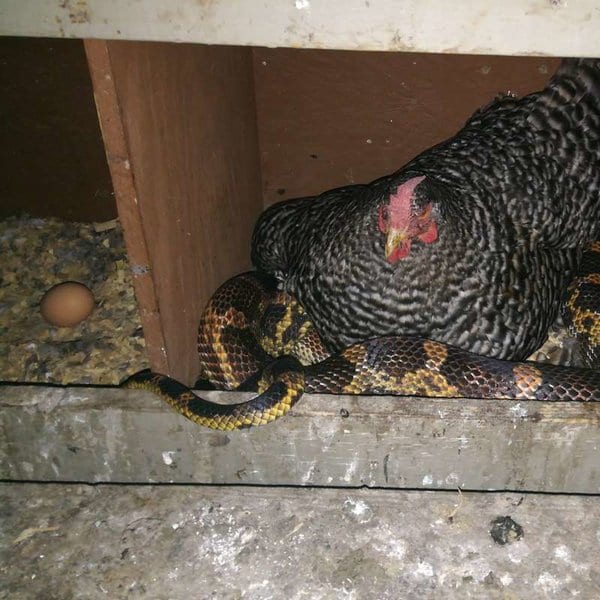 Змея охраняет курятник за 1 яйцо в неделю и греется под курицей