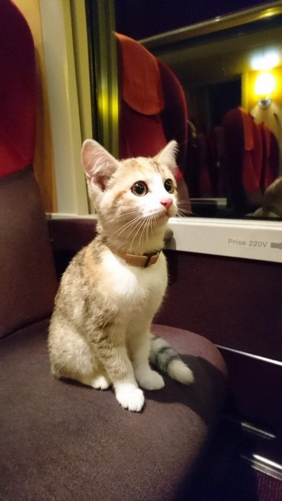 Потерявшийся котёнок самостоятельно сел на поезд, чтобы вернуться домой