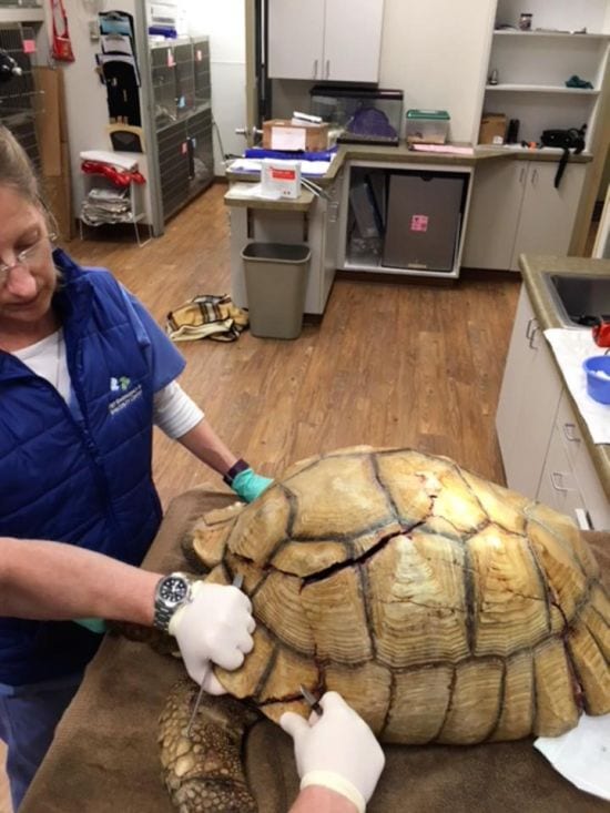 Как гигантской черепахе ремонтировали треснувший панцирь