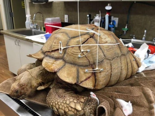 Как гигантской черепахе ремонтировали треснувший панцирь