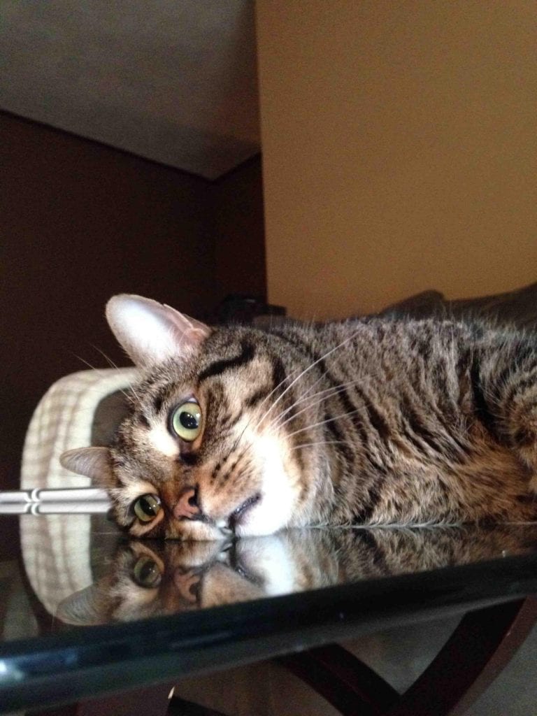23 фото смешных котов в непростых ситуациях