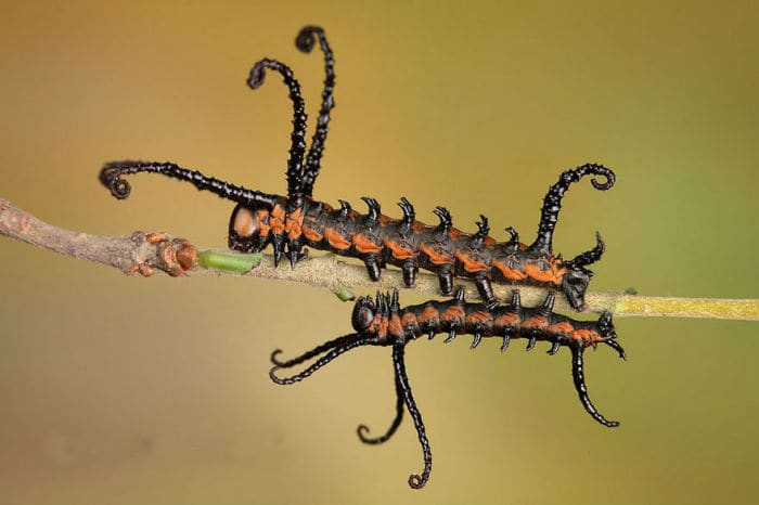 19 фото гусениц и бабочек, в которых они превратились