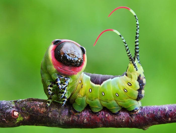 19 фото гусениц и бабочек, в которых они превратились
