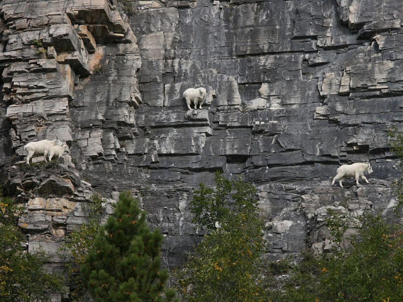 17 фото безбашенных горных козлов