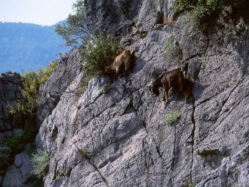 17 фото безбашенных горных козлов