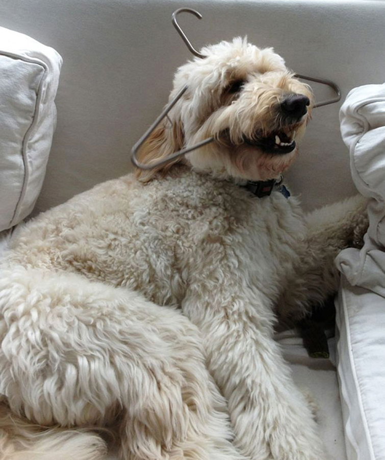 Самые смешные и добрые собаки в мире - голдендудли