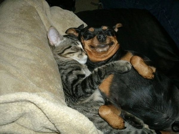24 уморительных фото котов и собак, вынужденных жить вместе