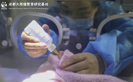 ВИДЕО: В китайском центре разведения панда родила двух близнецов