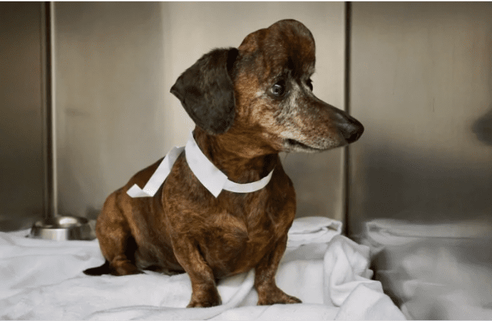 Собаке с опухолью заменили 70% черепа с помощью 3D-технологий