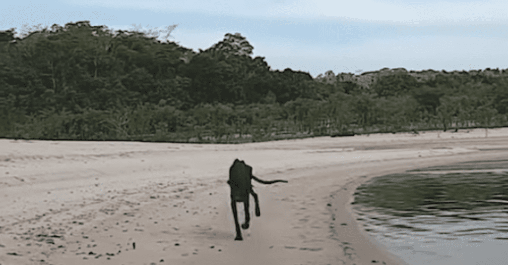 Речной путешественник обнаружил на необитаемом острове брошенную собаку