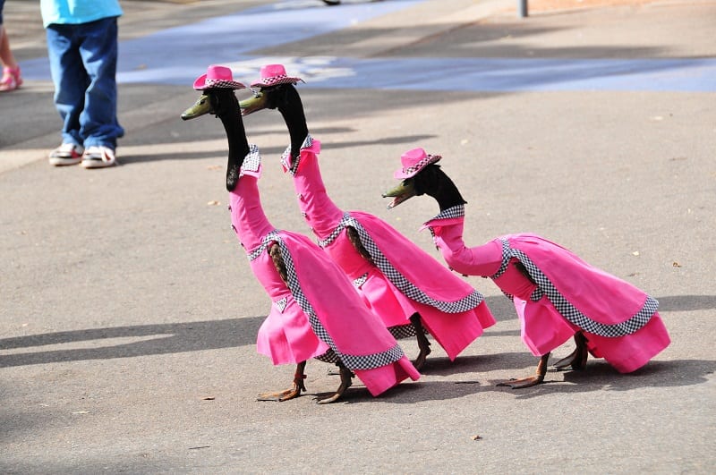 Раз в год австралийцы одевают гусей в шикарные наряды