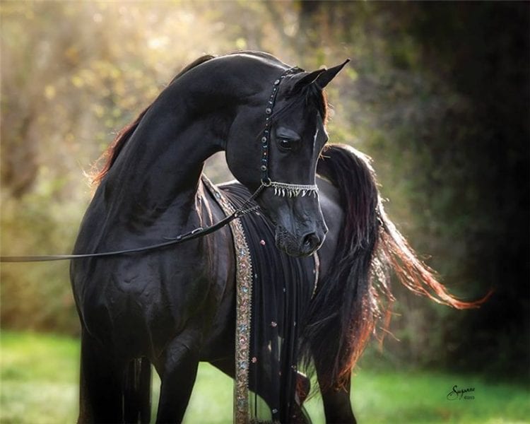 Минутка восхищения красотой лошадей (17 ФОТО)