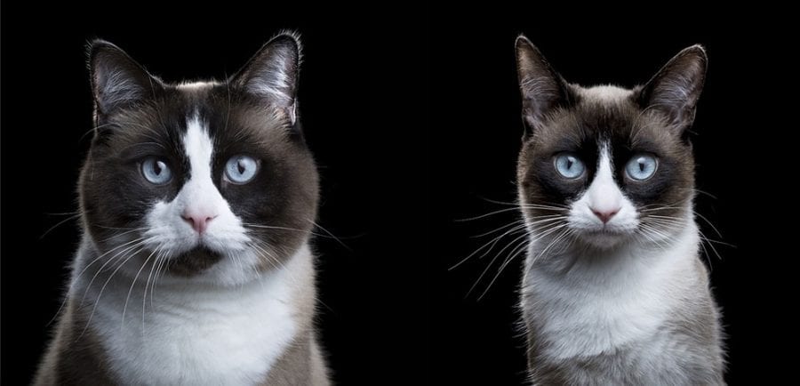 20 фото котов, подтверждающих, что они - личности!