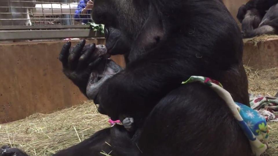 ВИДЕО: Горилла целует своего новорожденного малыша через несколько секунд после родов