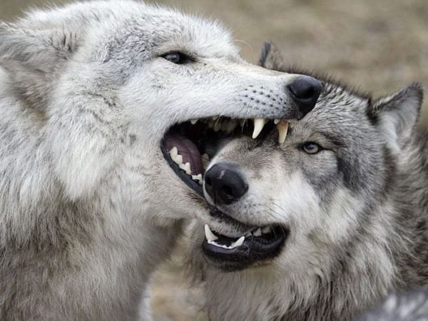20 фото очень злых и страшных волков... или не очень