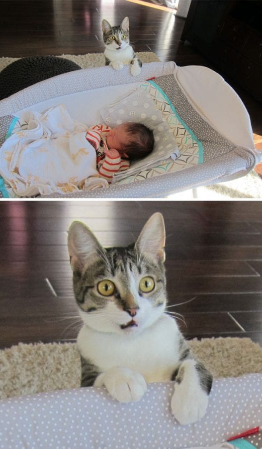 We Forgot To Tell Our Cat That We Had A Baby