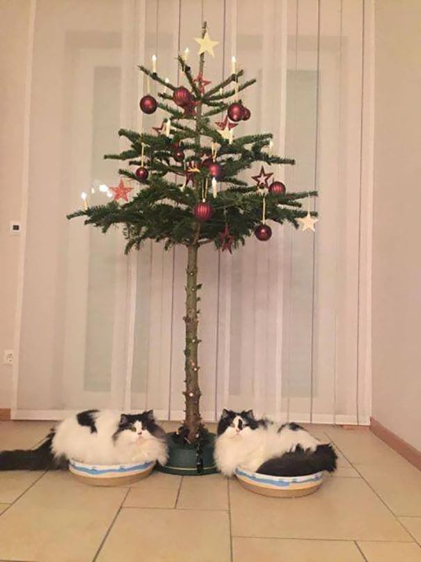 25 фото гениальных способов защиты новогодней елки от животных
