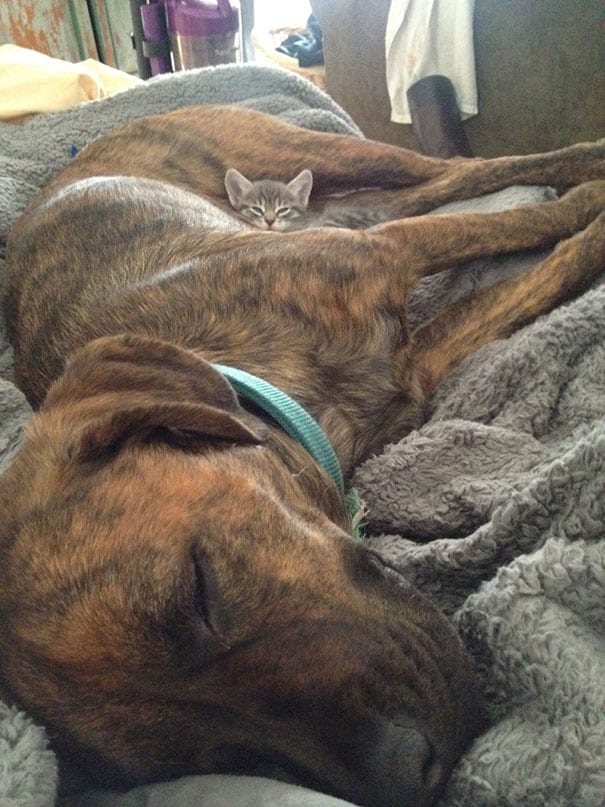 35 фото котов, принявших собаку за подушку
