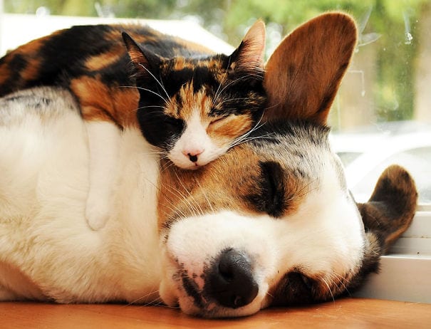 35 фото котов, принявших собаку за подушку