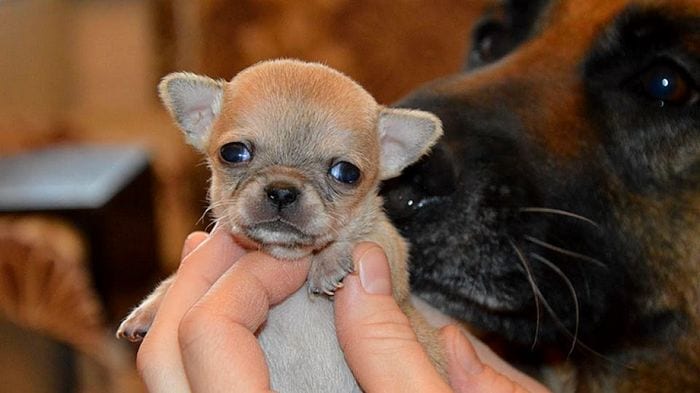 Очаровательный Туди – самая маленькая собачка в мире