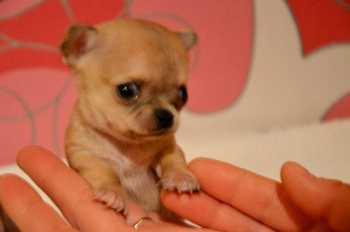 Очаровательный Туди – самая маленькая собачка в мире