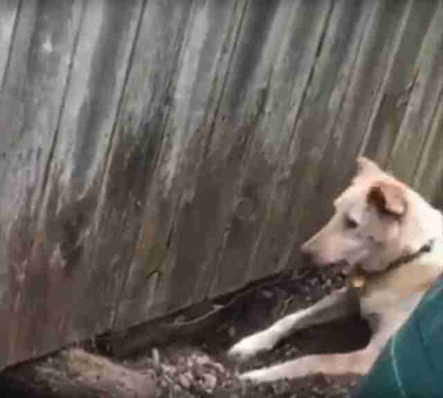 Влюбленных собак разделял высоченный забор. Хозяева-соседи придумали, как им помочь.