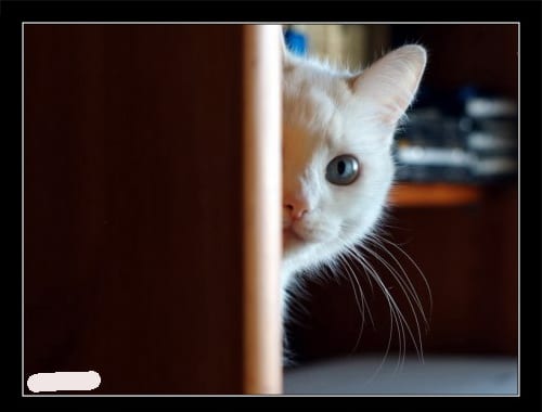 33 фото настоящих котов-шпионов