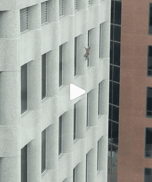 Енот-верхолаз забрался по стене на крышу 28-этажного здания
