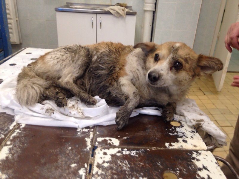 Просто невероятная история в Перми, как раненая собака показала волонтерам, где ее дом