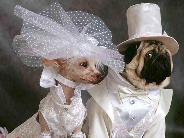 25 свадебных фото животных