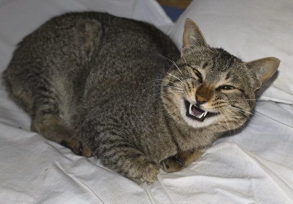 26 забавных фотоисторий из жизни кошек