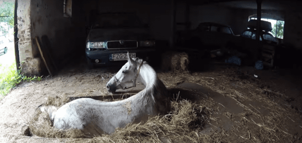 Спасение лошади из гаражной ямы