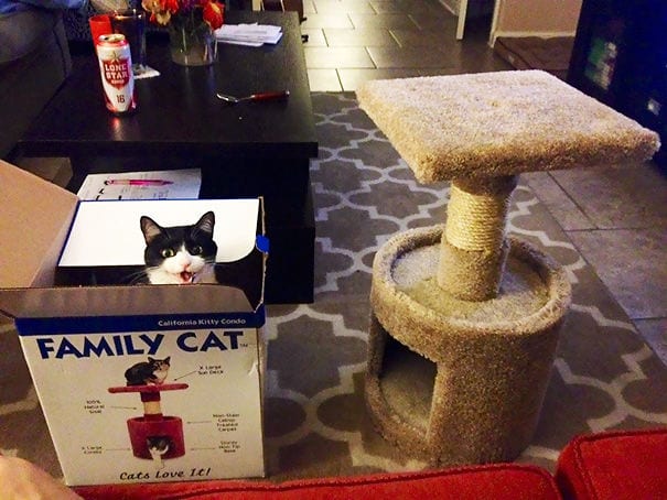 22 фото того, как кошки приняли подарки от хозяев